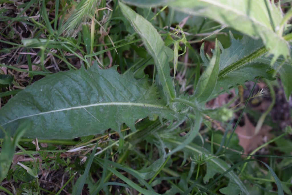 Crepis setosa / Radicchiella cotonosa