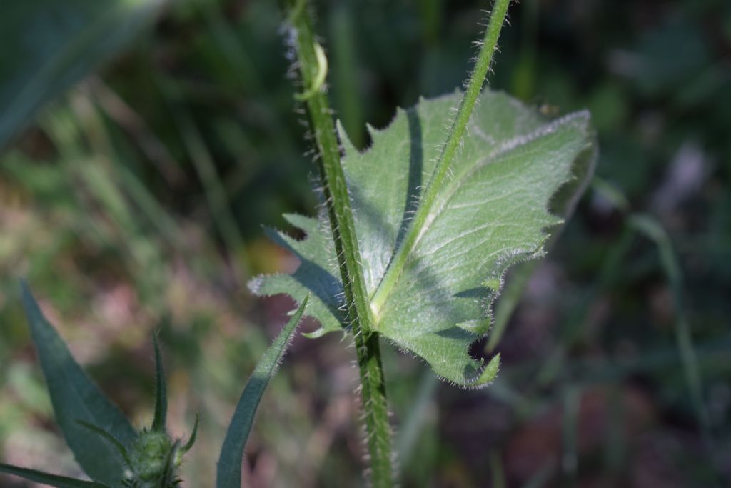 Crepis setosa / Radicchiella cotonosa