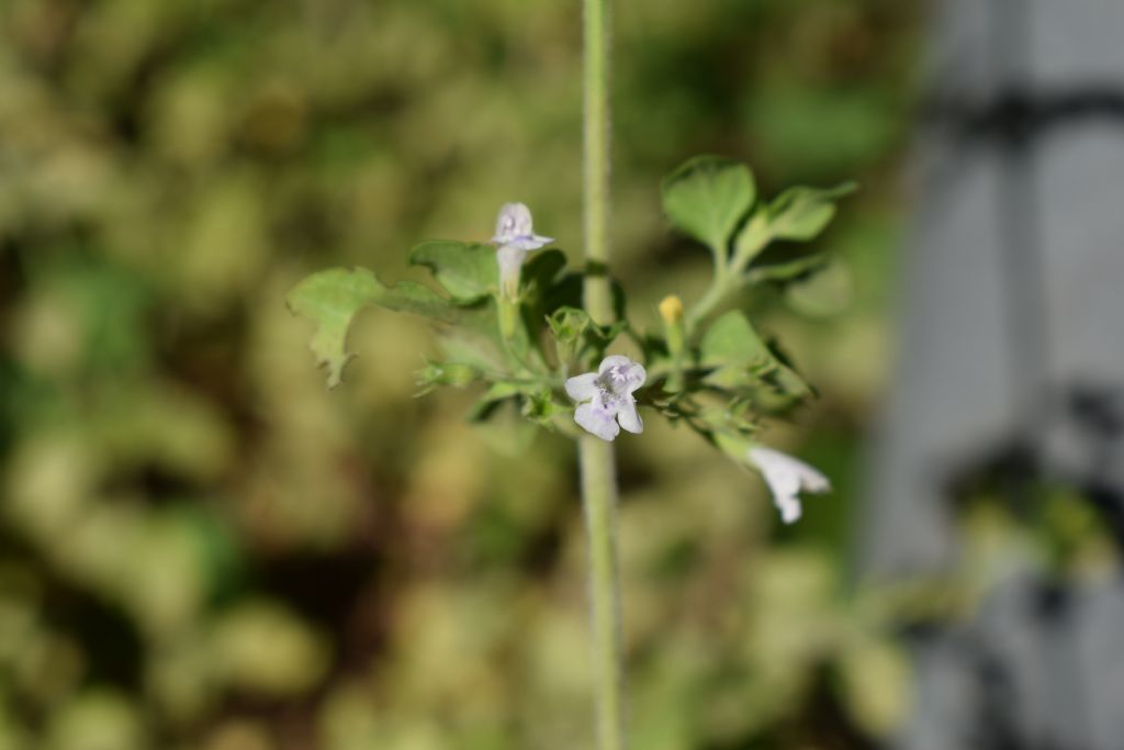 Calamintha nepeta (=Clinopodium nepeta)