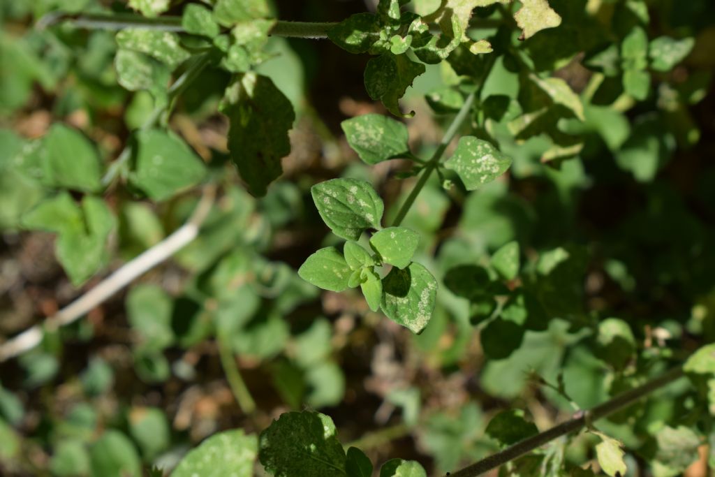 Calamintha nepeta (=Clinopodium nepeta)