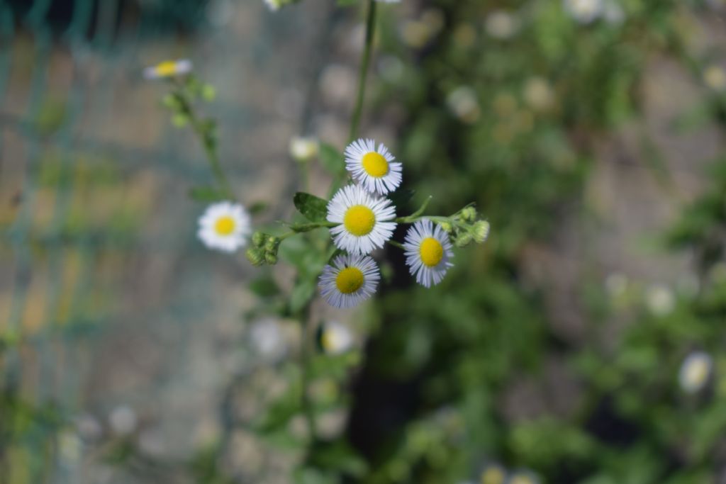 Erigeron annuus (Asteraceae)