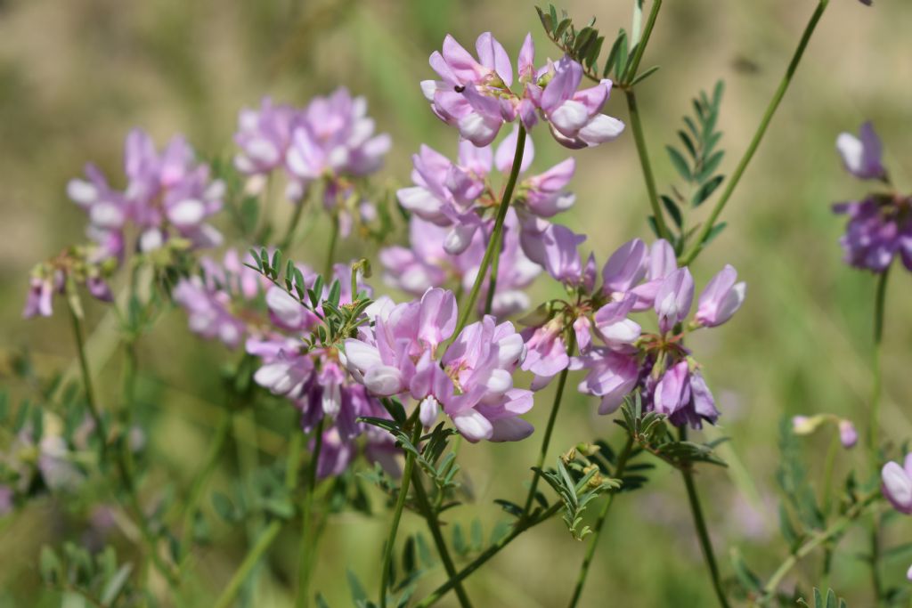 Securigera varia  (Fabaceae)