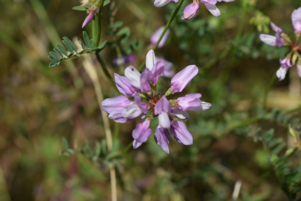 Securigera varia  (Fabaceae)