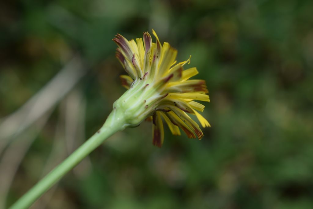 Hypochaeris radicata - Asteraceae