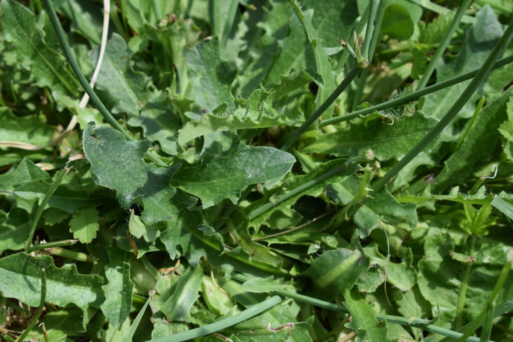 Hypochaeris radicata - Asteraceae