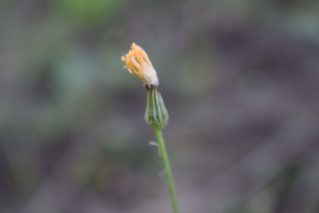 Asteracea - Crepis leontodontoides