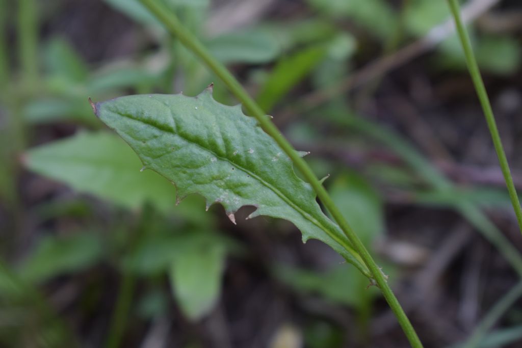 Asteracea - Crepis leontodontoides