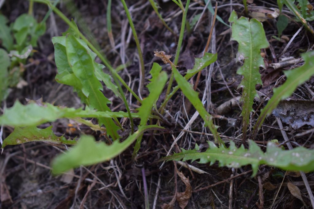 Asteracea - Crepis leontodontoides