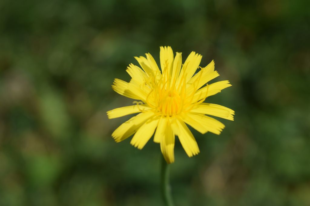 Hypochaeris radicata - Asteraceae