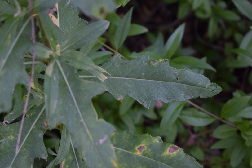 Cirsium arvense