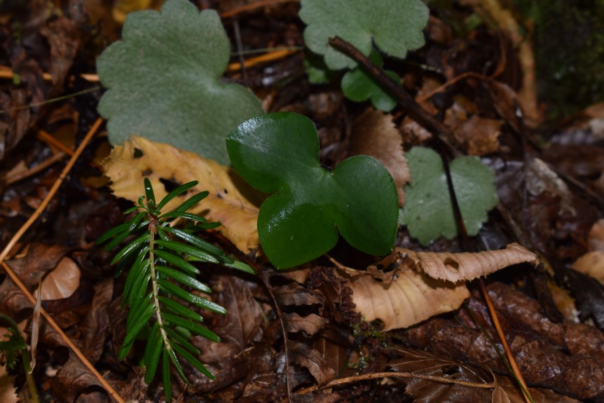 Fogliolina - Hepatica nobilis