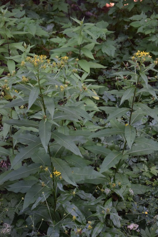 Senecio ovatus?