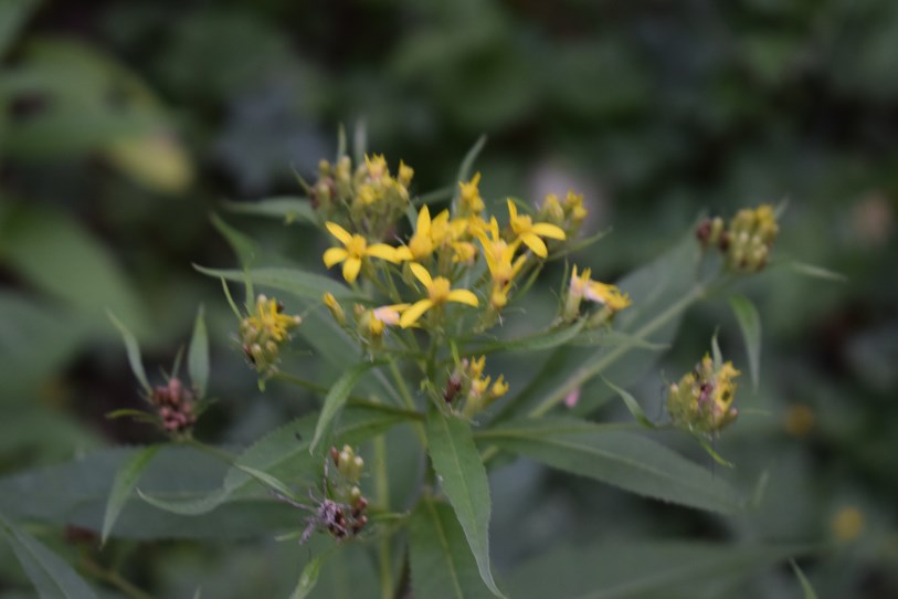 Senecio ovatus?