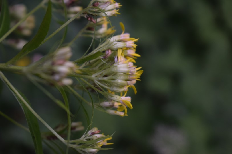 Senecio ovatus?