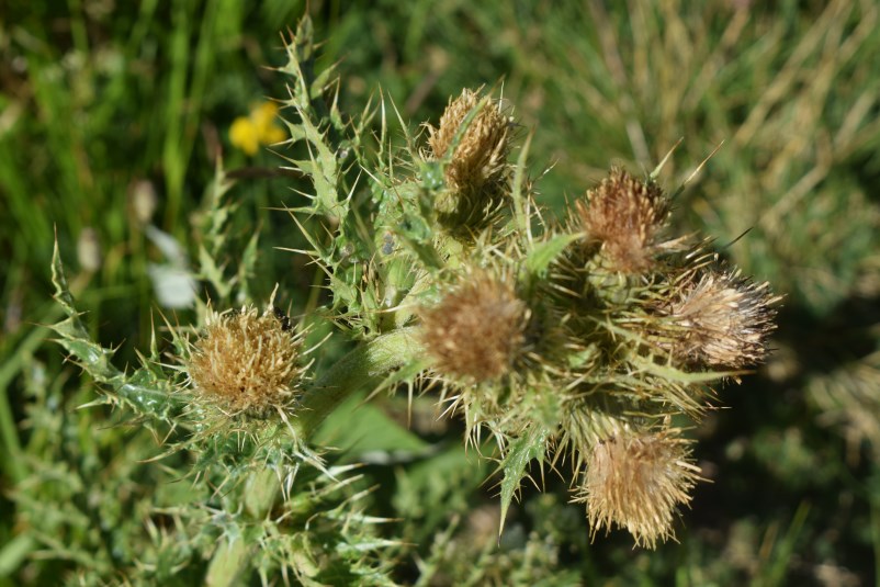 Cirsium bertolonii / Cardo di Bertoloni