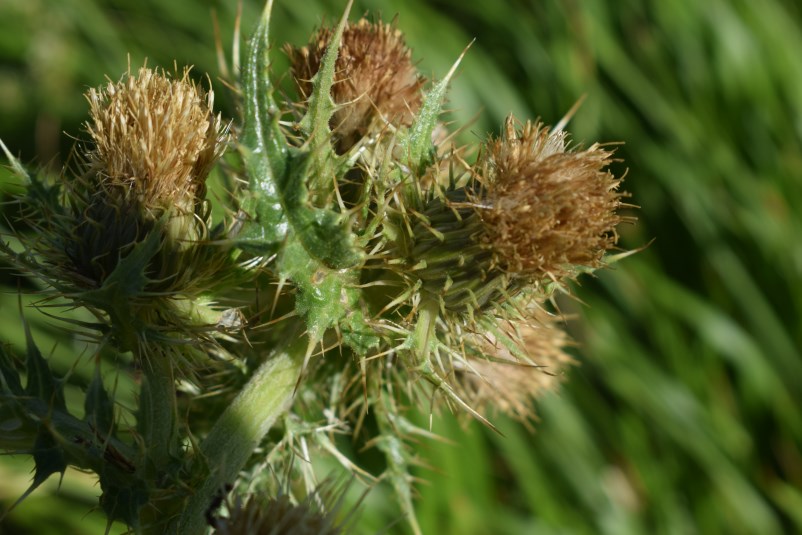 Cirsium bertolonii / Cardo di Bertoloni