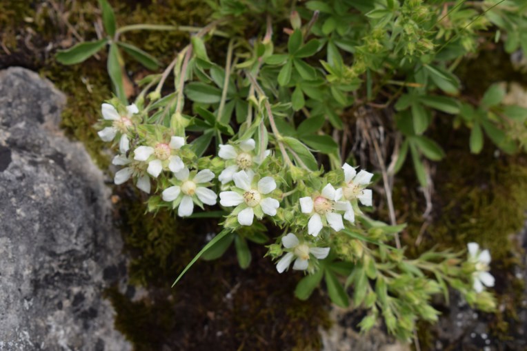 Potentilla caulescens