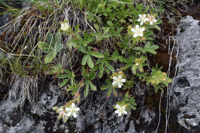 Potentilla caulescens