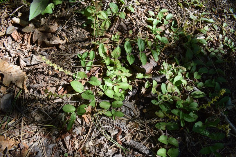 Pianta strisciante.  Veronica officinalis