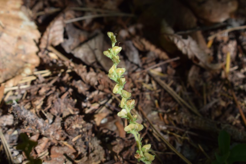 Pianta strisciante.  Veronica officinalis