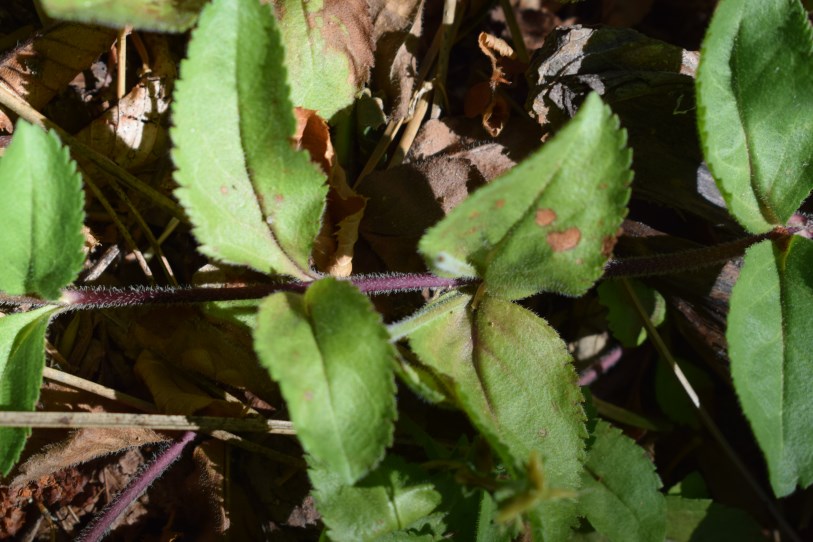 Pianta strisciante.  Veronica officinalis