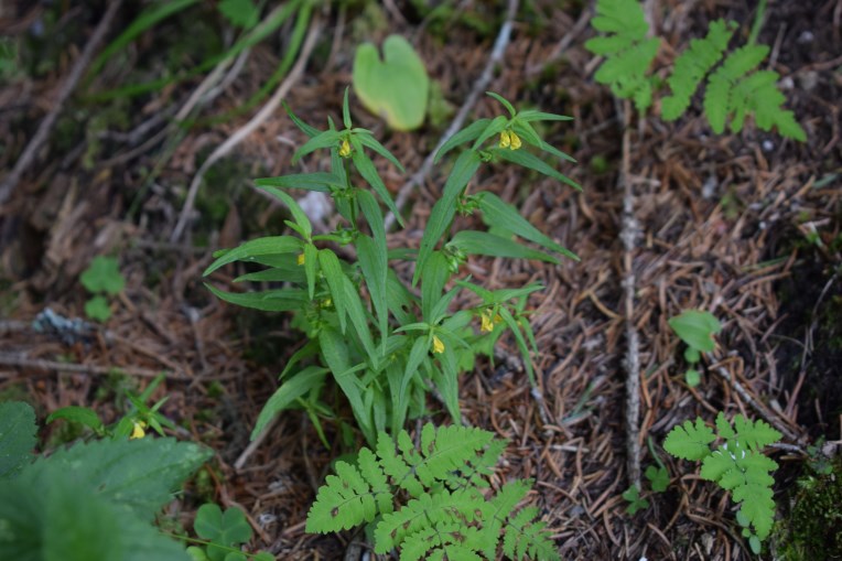 Melampyrum sylvaticum