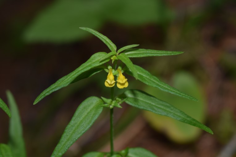 Melampyrum sylvaticum