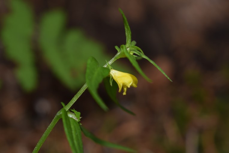 Melampyrum sylvaticum