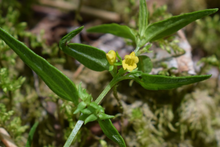 Melampyrum sylvaticum