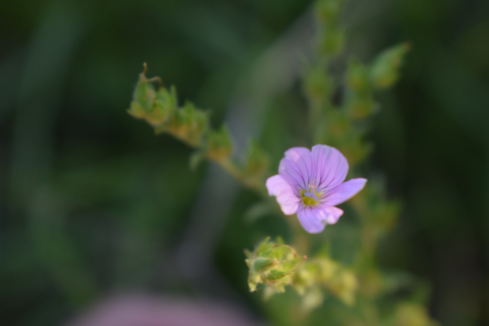 Linum viscosum