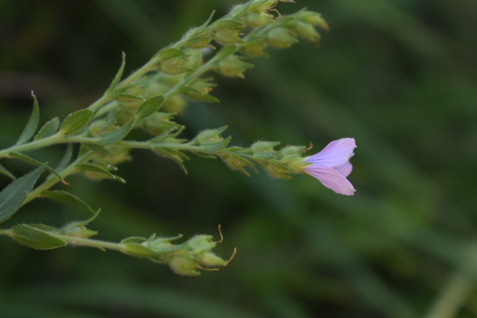 Linum viscosum