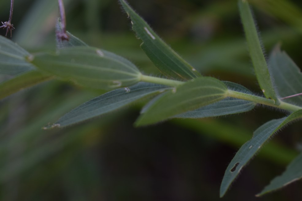 Linum viscosum