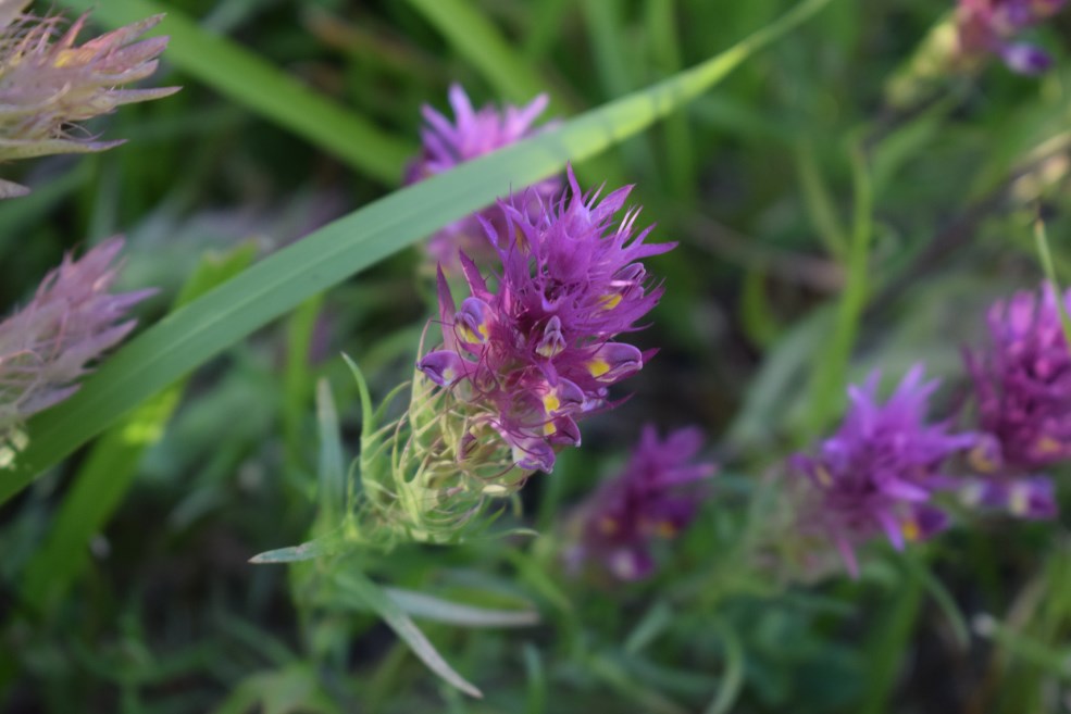 Melampyrum arvense da conf.