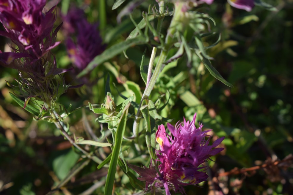 Melampyrum arvense da conf.