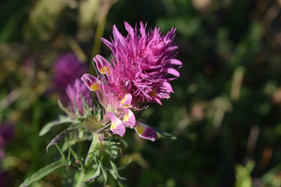 Melampyrum arvense da conf.