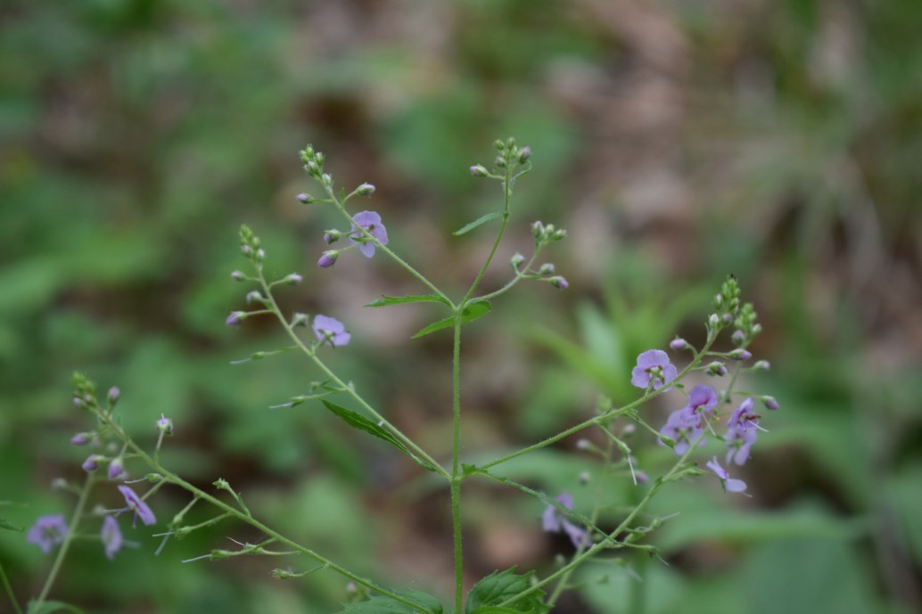 Veronica urticifolia