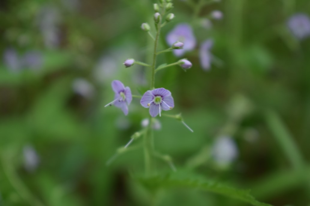 Veronica urticifolia