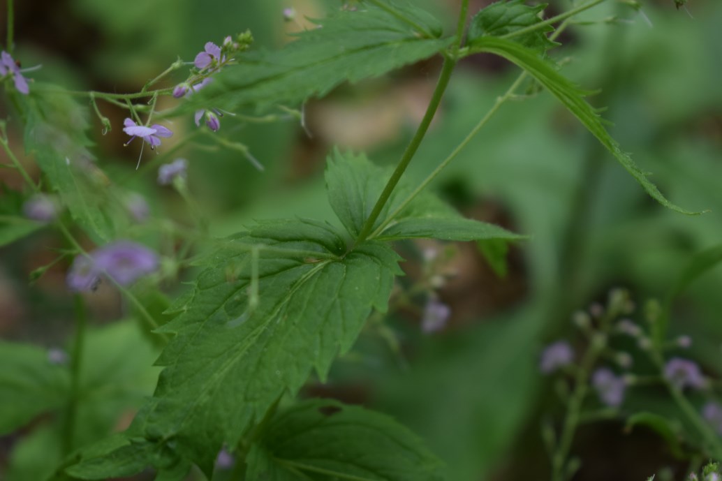 Veronica urticifolia