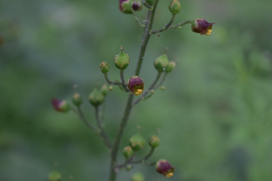 Scrophularia nodosa