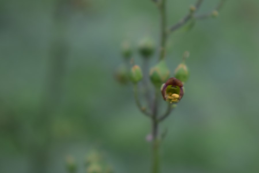 Scrophularia nodosa