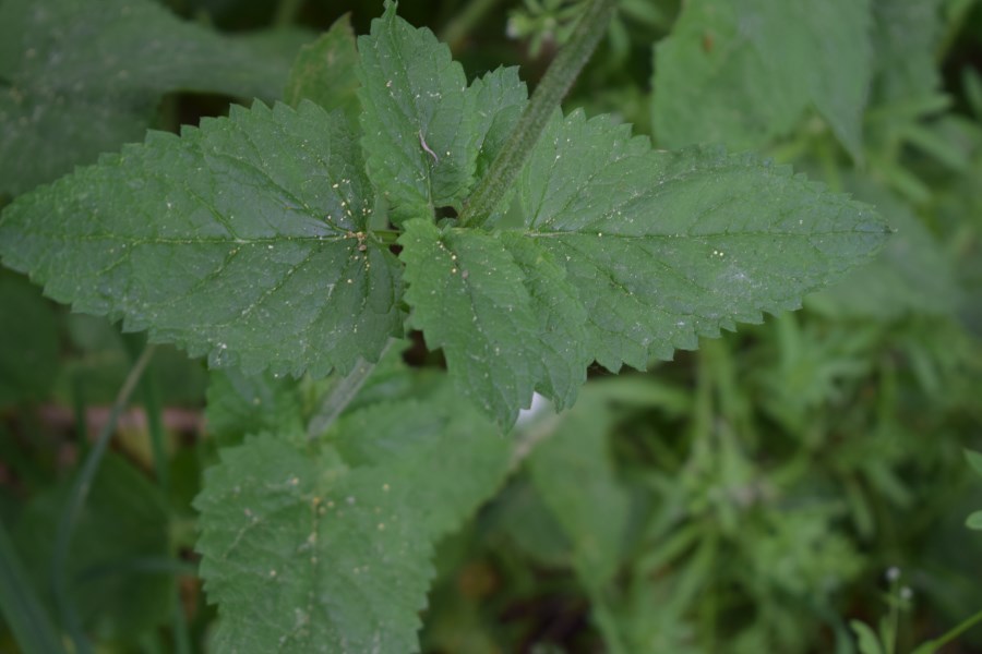 Scrophularia nodosa