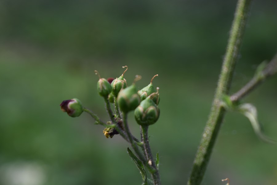 Scrophularia nodosa