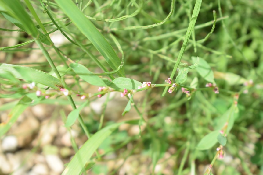 Polygonum aviculare