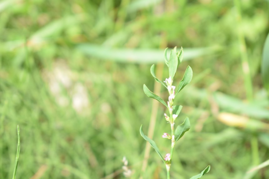 Polygonum aviculare