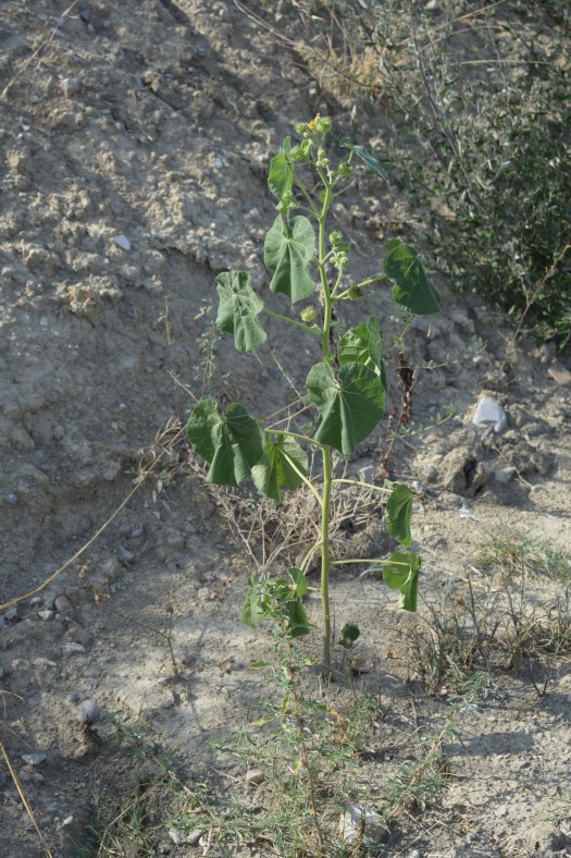 Abutilon theophrasti