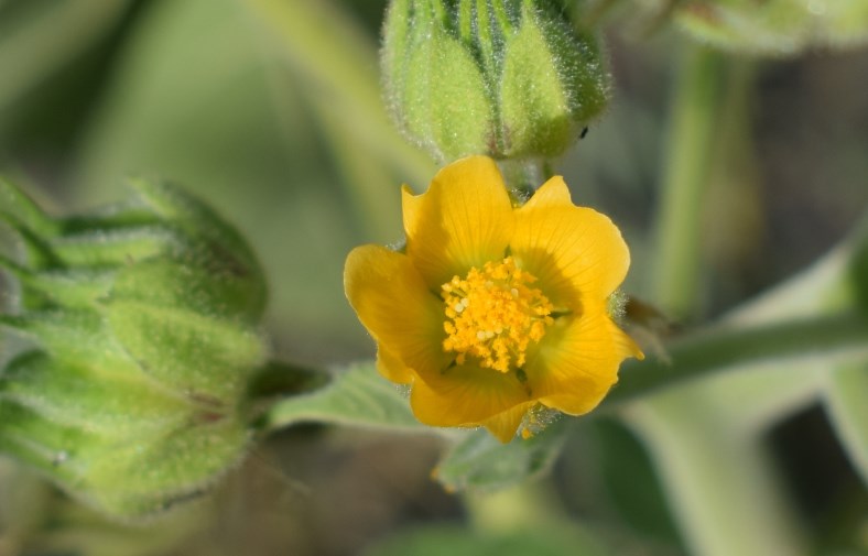 Abutilon theophrasti