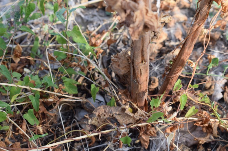 Oenothera sp.