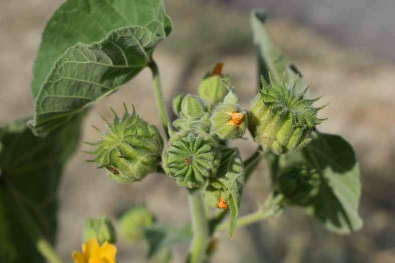 Abutilon theophrasti