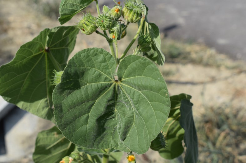 Abutilon theophrasti