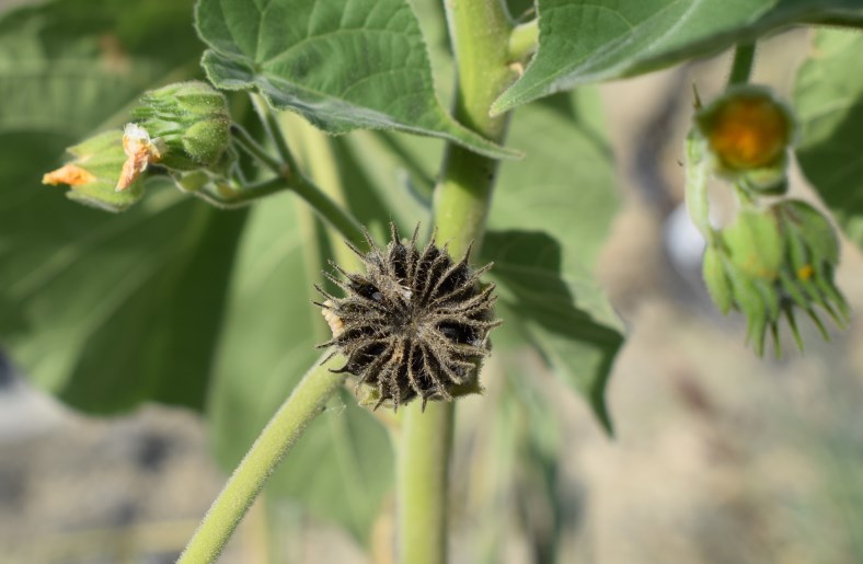 Abutilon theophrasti